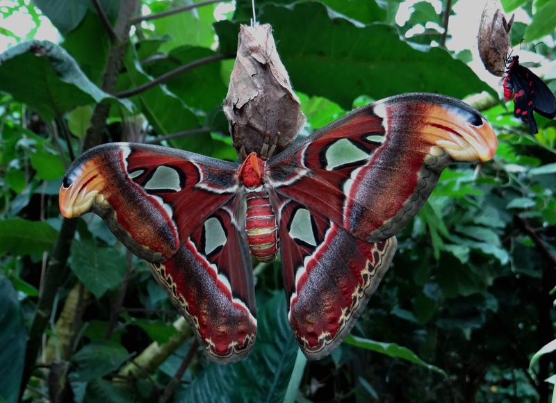 butterfly, 4K, land, day, plant, animal themes, leaf, tree, photo, red, cocoon, green color, close, plant part, exotic, moth, animal wildlife, animal
