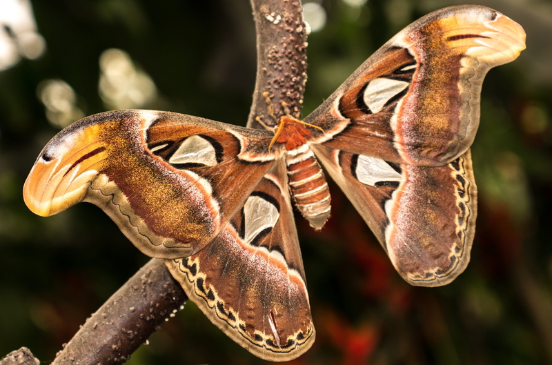 moth, tree, beauty, insect, marine, invertebrate, animal body part, day, animal, red, posing, wings, animal themes, 2K, benalmádena, fauna, butterfly - insect
