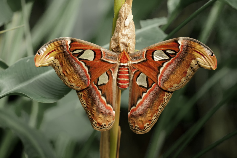 animal wing, lepidoptera, plant part, outdoors, daylight, garden, wildlife, biology, leaf, depth of field, close-up, butterfly - insect, marine, animals in the wild