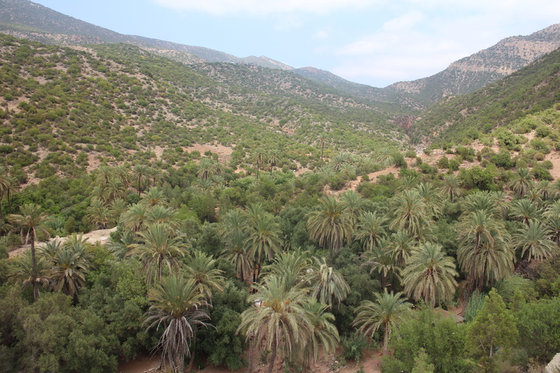 non-urban scene, agadir, atlas mountains day trip from agadir, palm trees, mountain, atlas mountains, tranquil scene, plant, nature, idyllic, sky, oasis