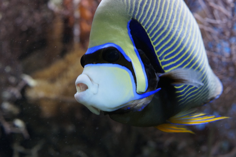 swimming, emperor angelfish, focus, pomacanthus imperator, caribbean, salt water, vertebrate, reef, animal themes, pattern, animals in the wild, water creature