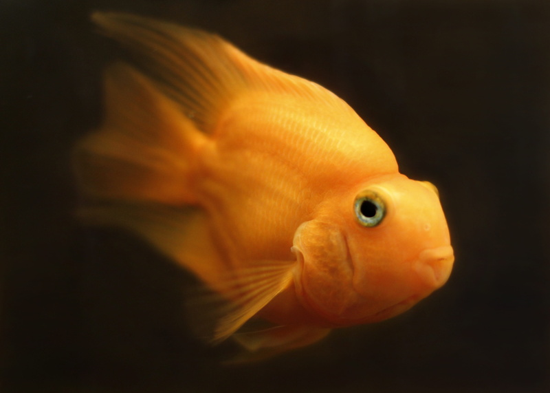 sea, animal, aquatic, design, animal themes, photography, 4K, colorful, exotic, vertebrate, selective, color, Fish, animals in the wild, seawater, Goldfish