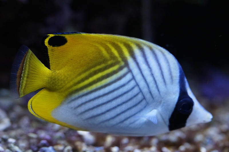 one animal, animals in captivity, marine, multi colored, vertebrate, close-up, swimming, nature, yellow, aquarium, sea life, focus on foreground, pattern