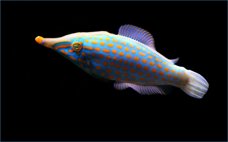 ocean, blue, purple, close, animals, no people, copy space, swimming, studio shot, sea animal, swim, retired, full length, marine, sea, 4K, fosh, sea life