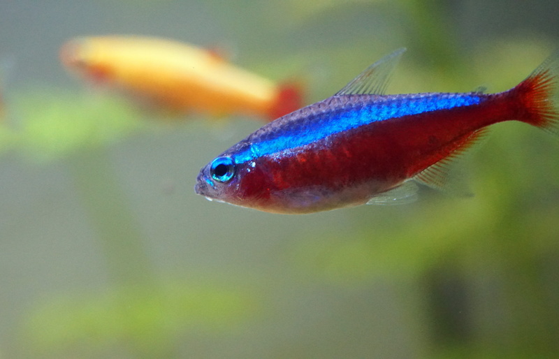 animal themes, animal wildlife, macro, 5K, insect, pet, Aquarium, focus on foreground, selective focus, animal eye, red, no people, Neon, Underwater, one animal
