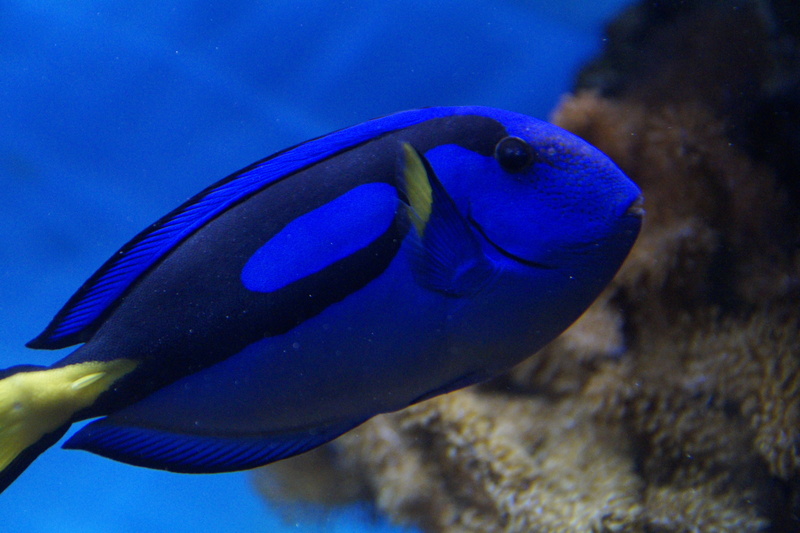 surgeonfish, colorful, blue, underwater, close, underwater world, animal wildlife, meeresbewohner, swimming, toy, coral, close-up, profile view, swim, marine