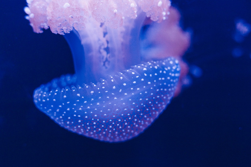 underwater, animal themes, photography, Jellyfish, swimming, close-up, marine, water, sea Life, teenager, animals in the wild, animal wildlife, spotted