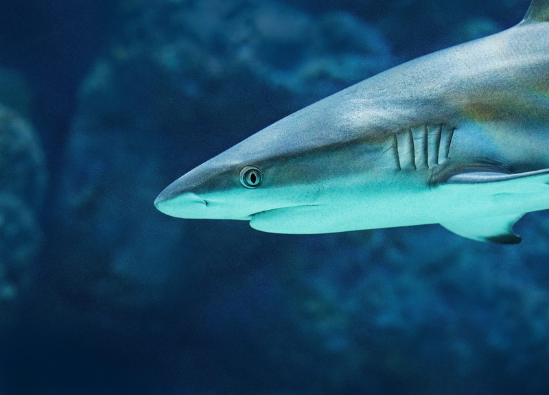 grey reef shark, animals in the wild, vertebrate, predator, focus, marine, no people, eye, david clode, selective, reef shark, animal head, sea, sea life