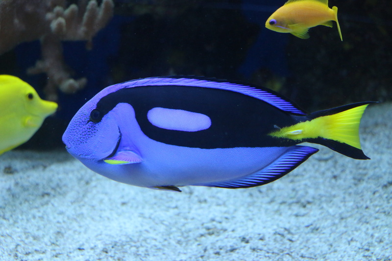 aquarium, animals in the wild, animal world, pallet doctor fish, no people, swimming, undersea, transparent, creature, animal wildlife, fish, animals in captivity
