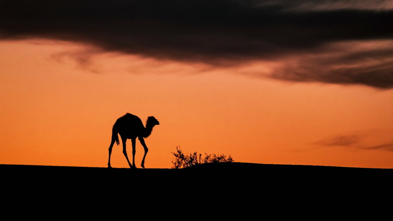 1080P, Tassili NAjjer, Algeria, Earth, Desert, Sahara, Camel, Africa, Sunset