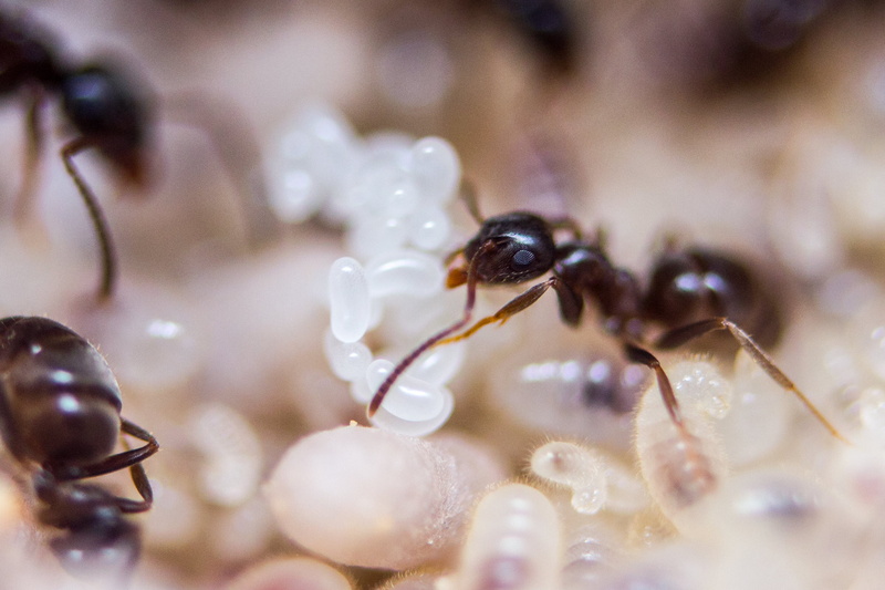 canon  550d, white, animal, black, garden ant, 2K, macro, nature, pupae, photo, ant  eggs, insect, close-up, jelly beans, ant, close, lasius niger, larvae