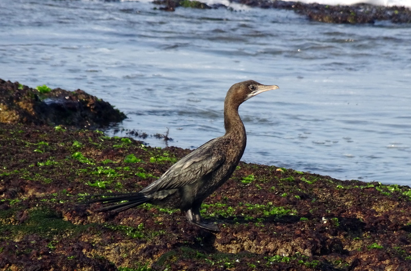 wildlife, day, rocky, water bird, microcarbo niger, no people, heron, animal themes, little cormorant, outdoors, land, nature, animal, one animal, avian