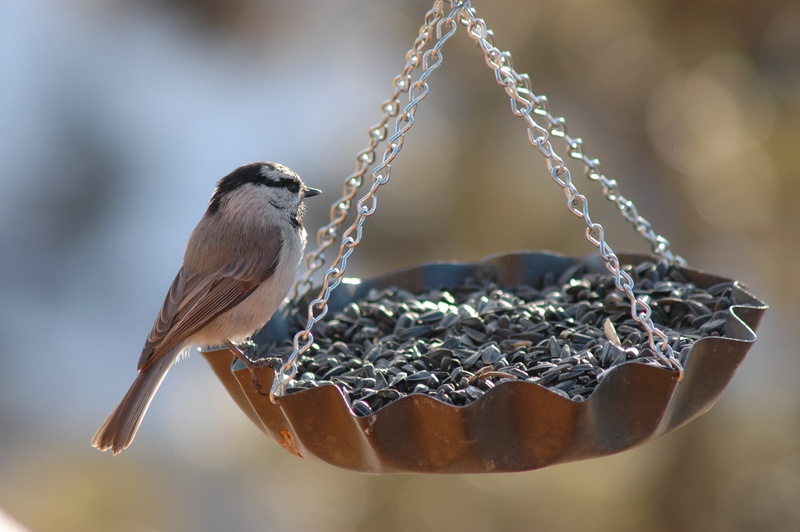 motion, nature, 2K, eating, full length, bird, selective focus, animal themes, niger seed, day, focus on foreground, food, bird feeder, finch, one animal