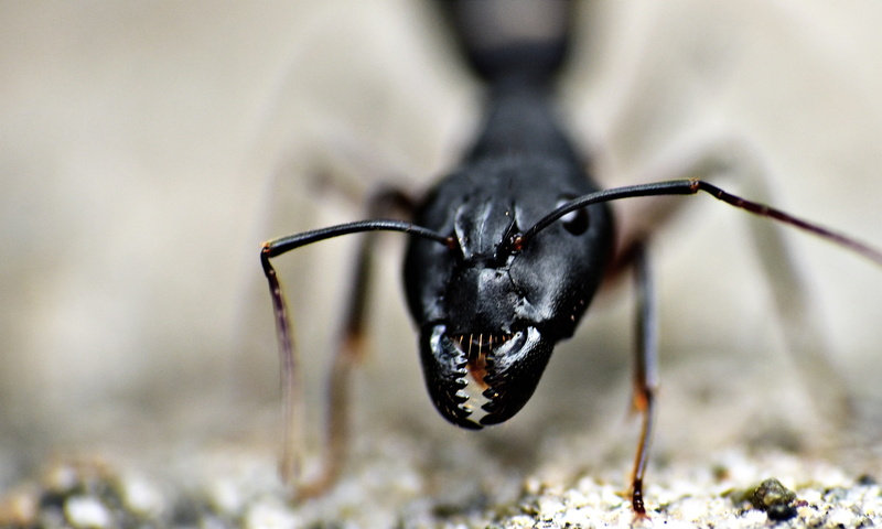 insect, animalia, close-up, day, 2K, one animal, nature, animal antenna, no people, arthropod, black ant, black color, garden ant, zoology, animals in the wild