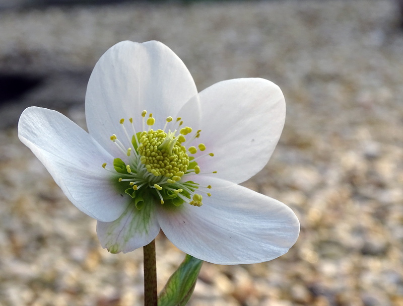 pollen, fragility, focus on foreground, vulnerability, christmas rose, nature, flower head, plant, petal, bud, freshness, day, hellebore, close-up, anemone blanda