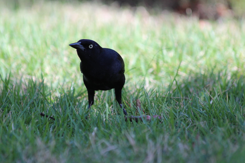 blackbird, bird, black bird, Quiscalus Niger, field, selective focus, feathered race, vertebrate, wildlife, animal, green grass, green color, green background