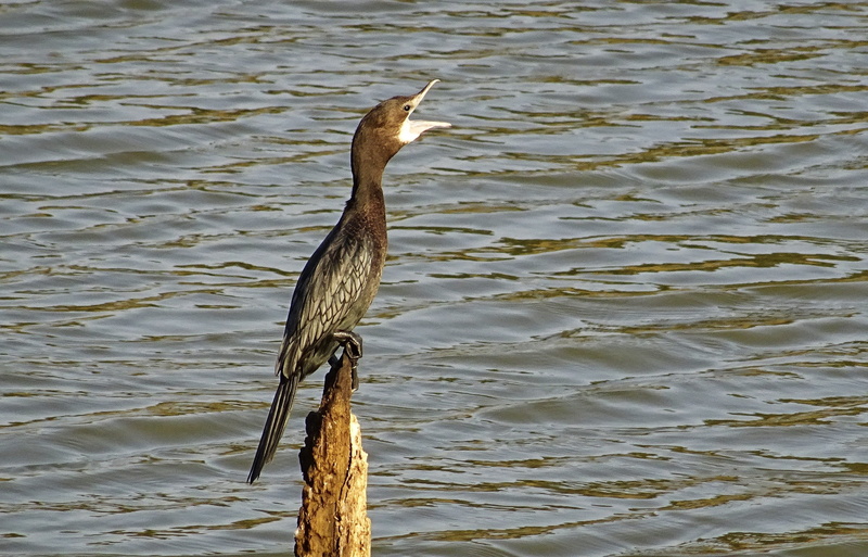 karnataka, animal wildlife, nature, animal, Water Bird, india, water, bhimgadh, Little Cormorant, heron, animal themes, one animal, high angle view, microcarbo niger