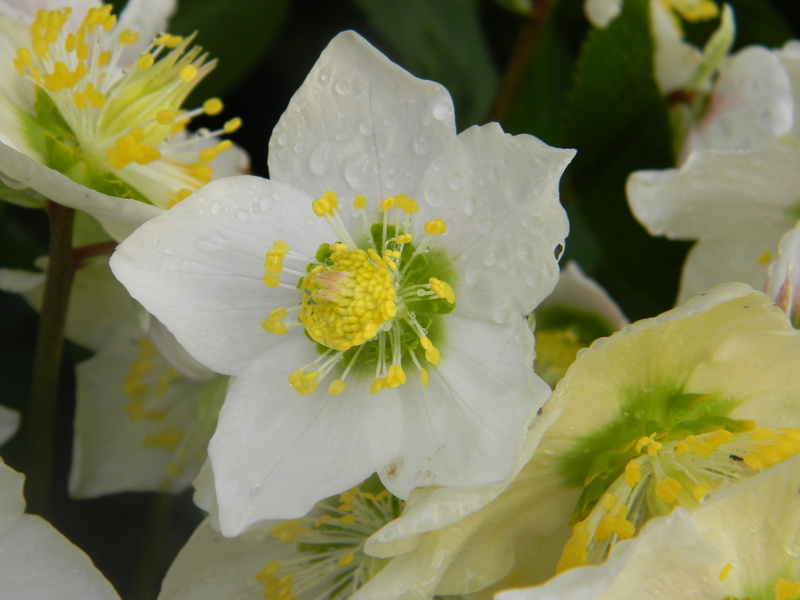 purity, white, garden, vulnerability, flowering plant, fragility, rose christmas, petal, yellow, growth, close-up, white color, hellebore white, flower head