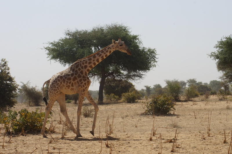 legs, one animal, animal, 4K, africa, side view, animal themes, day, giraffe, full length, niger, animals in the wild, great, nature, plant, profile view
