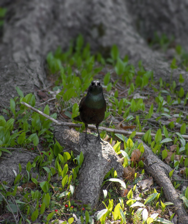 mysterious, perching, creepy, fairytale, birding, audubon, closeup, tree, blackbird, vertebrate, wilderness, scary, no people, bill, dark, plant part, bird