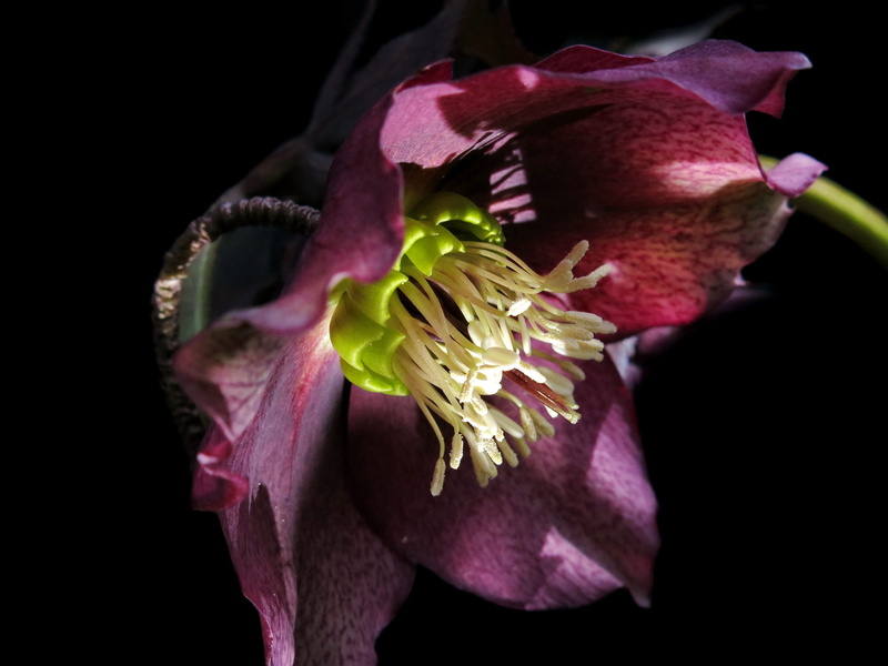 flowering plant, flower head, growth, nature, purple flower, no people, freshness, maroon, beauty in nature, close-up, inflorescence, pink color, flower