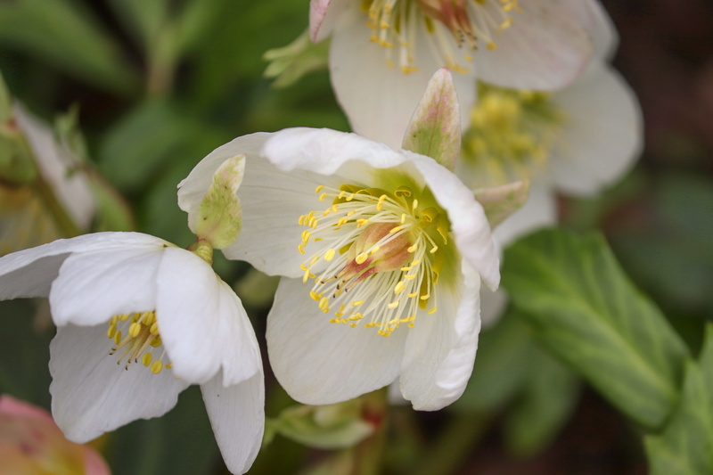 white color, vulnerability, black hellebore, outdoors, plant, pollen, wild plant, close up, flower, focus on foreground, christmas rose, hahnenfußgewächs
