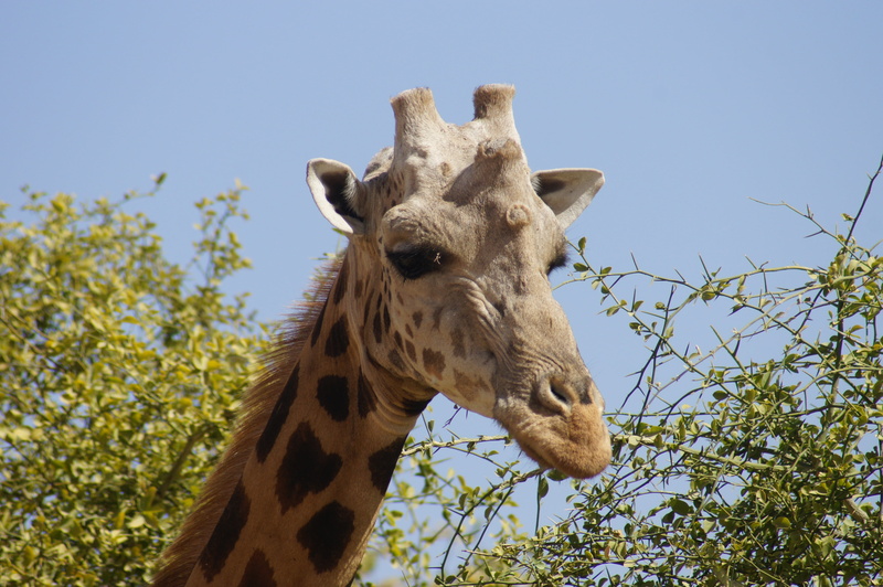animals in the wild, nature, animal wildlife, safari, head, clear sky, wild animal, wild, animal, animal neck, mammal, herbivorous, animal head, low angle view
