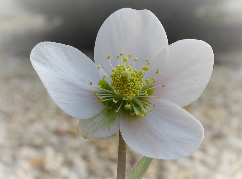 pollen, flower head, 4K, growth, flower, day, close-up, softness, freshness, anemone blanda, botany, outdoors, beauty in nature, nature, plant, no people