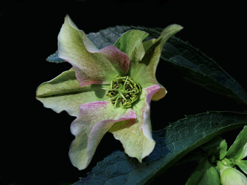nature, leaf, 4K, christmas rose, close-up, freshness, hellebore, winterblueher, green color, vulnerability, black background, flowering plant, petal