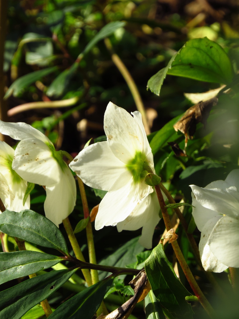 freshness, no people, wild flowers, christmas rose, pollen, toxic, hellebore, bloom, nature, vulnerability, purity, winter, white color, close-up, white