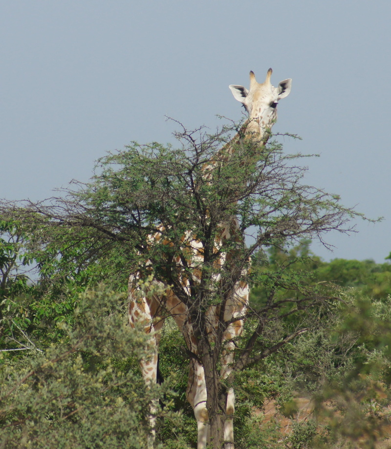 growth, kouré, clear sky, land, one animal, animal wildlife, herbivorous, sky, niger, tree, 1080P, branch, africa, bush, animal, great, vertebrate, animals in the wild