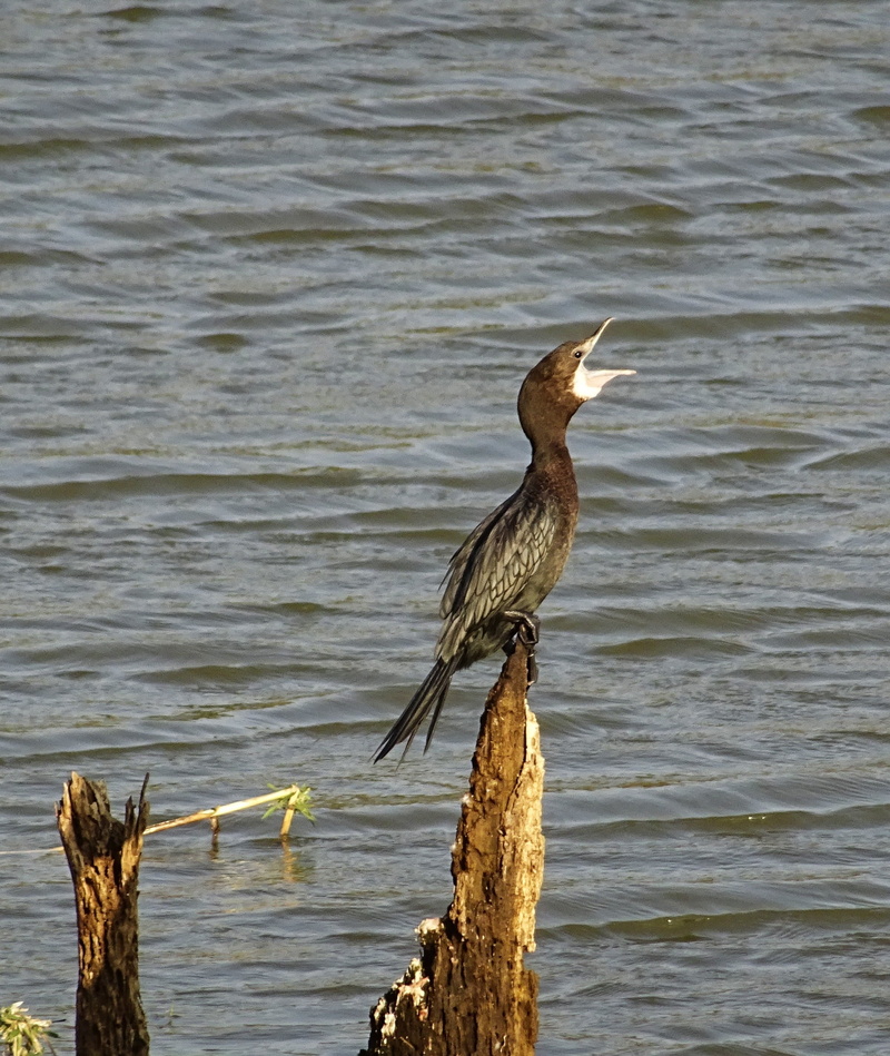 focus on foreground, microcarbo niger, animals in the wild, outdoors, animal wildlife, 1080P, driftwood, water, beauty in nature, vertebrate, little cormorant