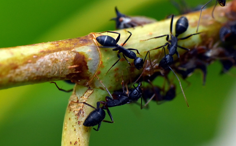 animal body part, insect, animal wildlife, animalia, nature, ants, animal themes, ant, plant part, garden ant, leaf, black color, close-up, animals in the wild