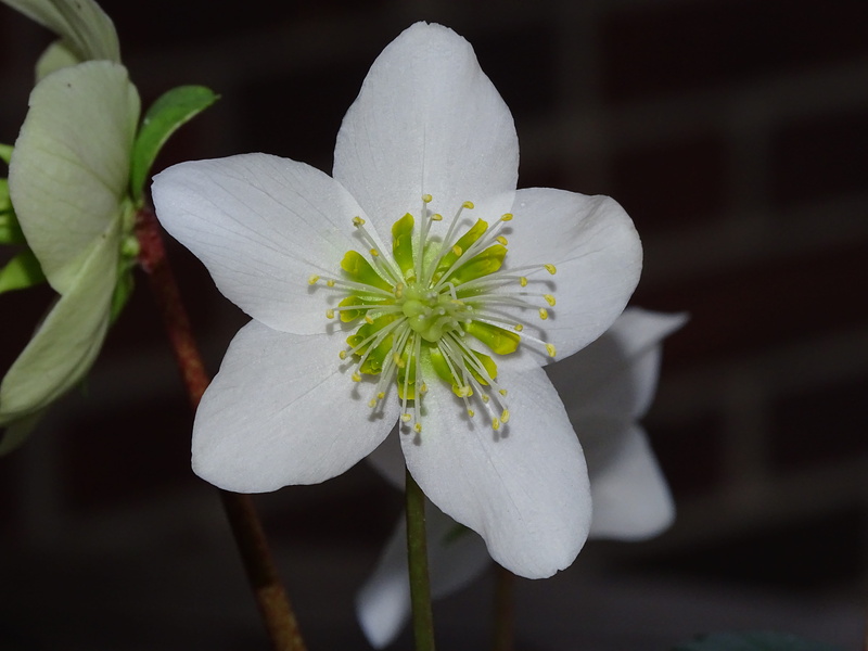 inflorescence, focus on foreground, growth, plant, fragility, nature, pollen, flower head, anemone blanda, selective focus, 5K, white color, beauty in nature