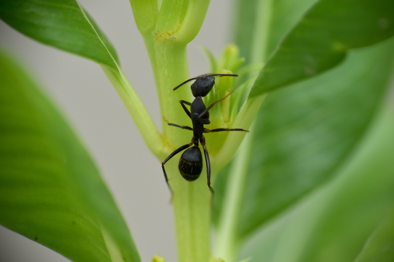 animal themes, growth, black ant, invertebrate, plant part, garden ant, green color, lasius niger, animal, 5K, black color, insect, arthopod, focus on foreground