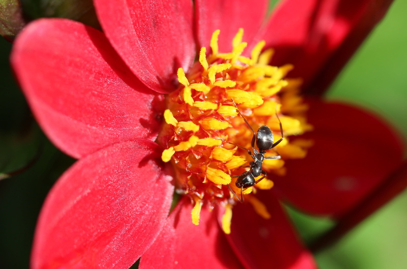 dahlia garden, black garden ant, plant, beauty in nature, close-up, macro, outdoors, flower garden, black ant, lasius niger, animal wildlife, animal themes