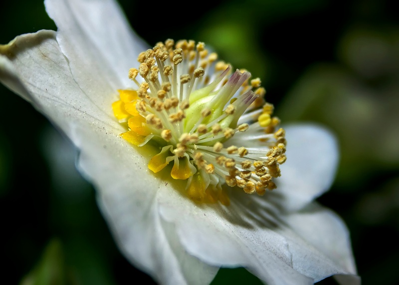 white color, inflorescence, helleborus niger, plant, outdoors, springtime, fragility, winter, freshness, bloom, no people, close-up, close, christmas rose
