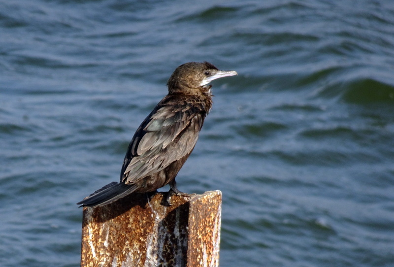 wildlife, sea, 2K, no people, vertebrate, water, avian, animal wildlife, seabird, fauna, wood - material, microcarbo niger, day, india, cormorant, wooden post