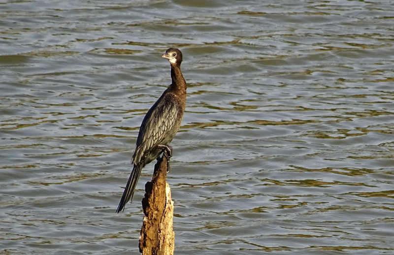 outdoors, animal, avian, animal themes, india, wildlife, 1080P, perching, animals in the wild, water bird, karnataka, wooden post, one animal, wood - material