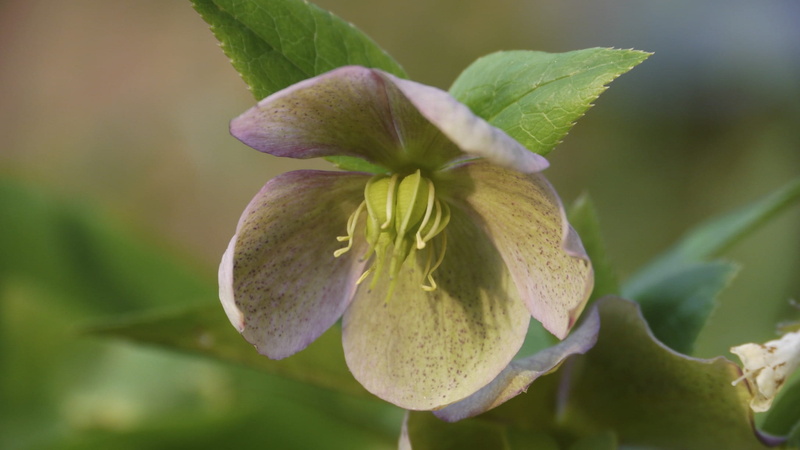 1080P, petal, no people, growth, focus on foreground, christmas rose, outdoors, flower head, beauty in nature, species, springtime, inflorescence, hellebore