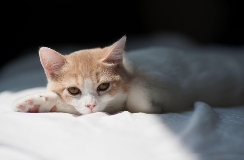 1080P, animals, koty, zwierzeta, maly, kotek, cat, thought, lost