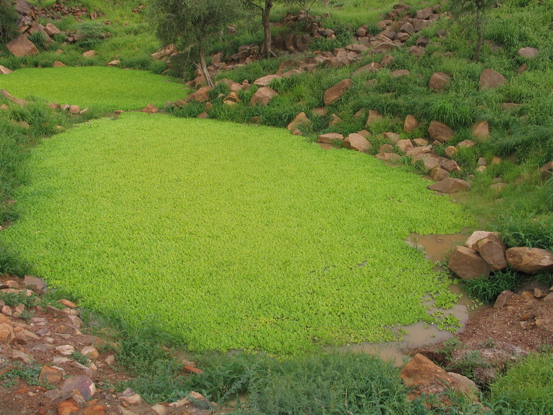 plant, high angle view, land, 2K, grass, tranquil scene, rock, no people, landscape, beauty in nature, growth, stone, outdoors, green color, nature, footpath