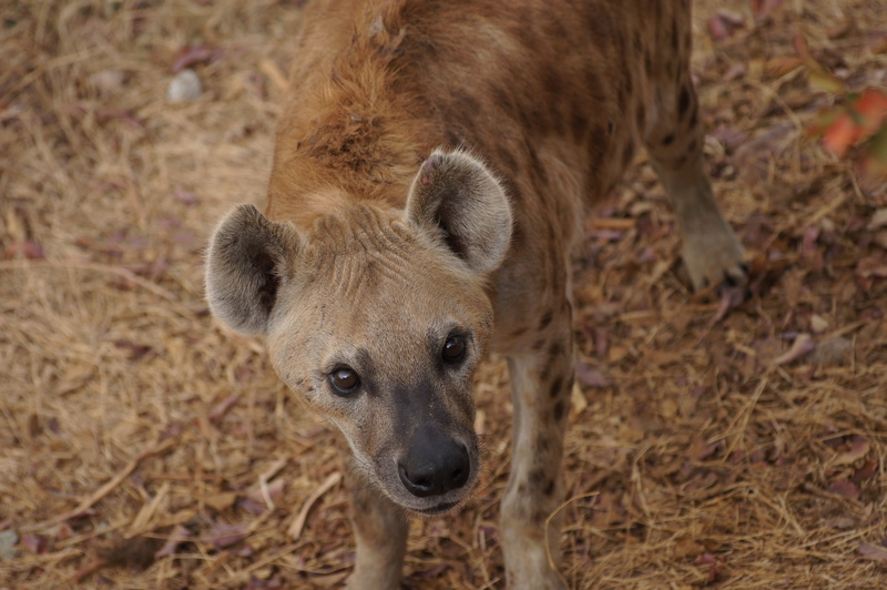 Canine, high angle view, focus on foreground, Hyena, Africa, animal, animal head, ears, animals in the wild, field, Mali, mammal, Eyes, day, Look, nature