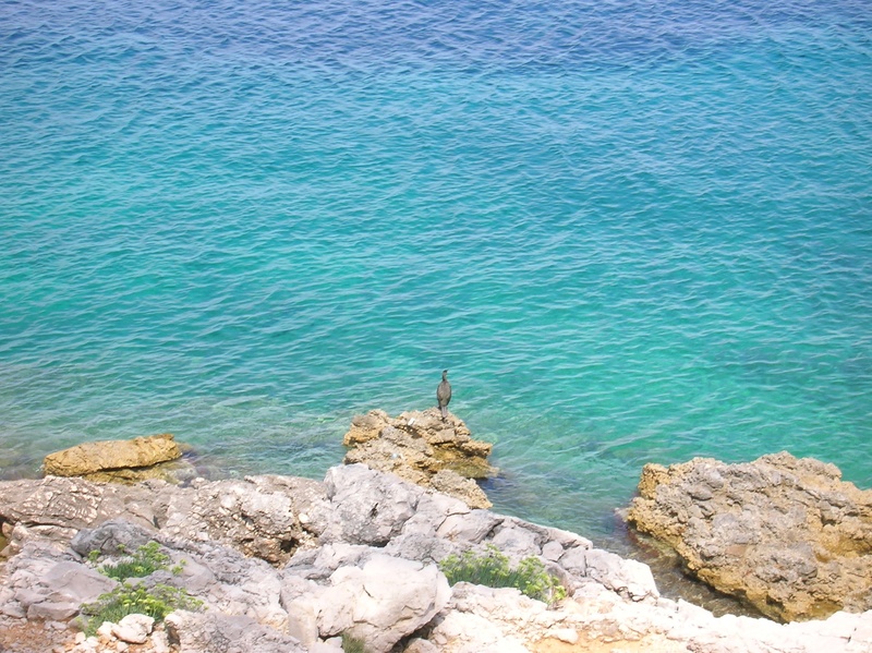 mammal, 1080P, avian, rock, ocean, wild, tranquil scene, leisure activity, coastal, real people, outdoor, wilderness, animal, environment, turquoise colored
