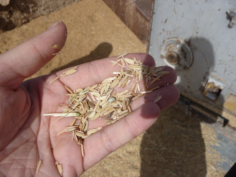 one person, rice, body part, focus on foreground, 2K, close-up, plant, day, food and drink, holding, unrecognizable person, outdoors, personal perspective