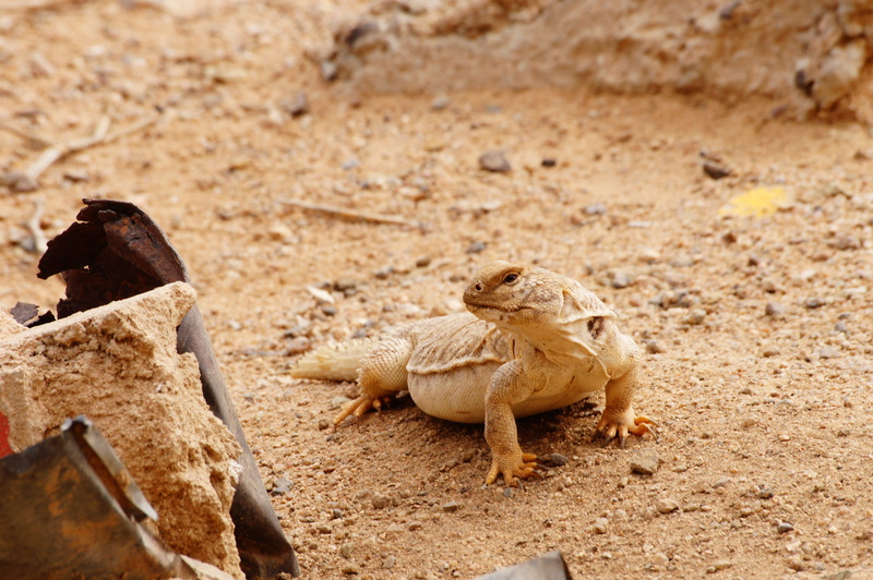 iguana, rock, no people, lizard, photography, Monitor Lizard, close-up, reptile, closeup, camouflage, brown, selective focus, animals And Pets, crab, animal themes
