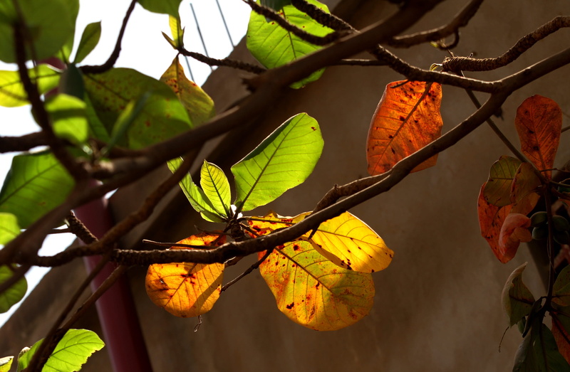 day, natural condition, focus on foreground, no people, plant, autumn, outdoors, sunlight, change, africa, 2K, leaves, beauty in nature, leaf, growth