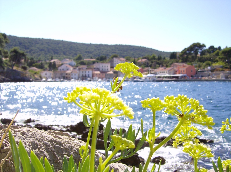 2K, sea, flowering plant, growth, plant, clear sky, water, close-up, freshness, beach, outdoors, adriatic sea, summer, sky, mali losinj, flower, architecture