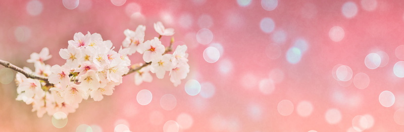 cherry blossoms, pink, copy space, springtime, close-up, flower, celebration, landscape, fragility, header, plant, selective focus, bokeh, spring, nature