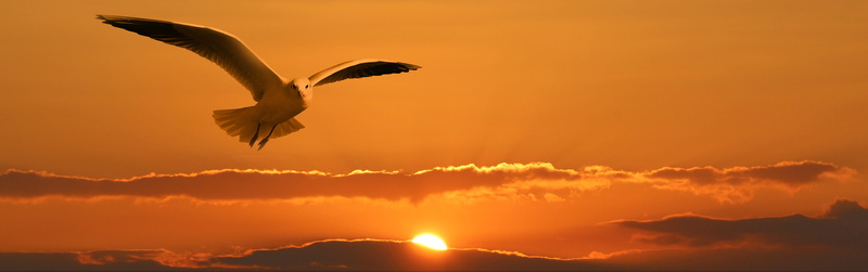 animal body part, spread wings, beauty in nature, bird of prey, animal, dramatic sky, animal wing, bird, sky, nature, no people, sun, animals in the wild